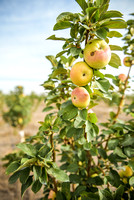 Masonville Orchard